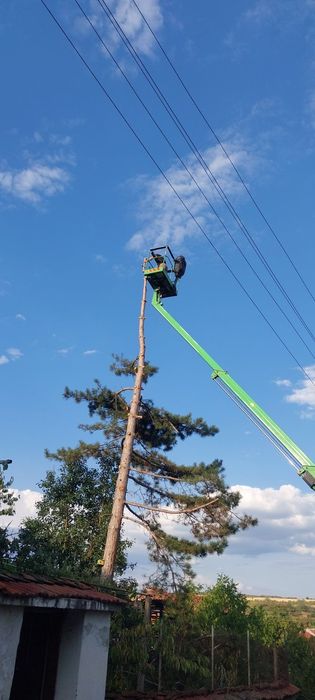 Рязане на опасни дървета