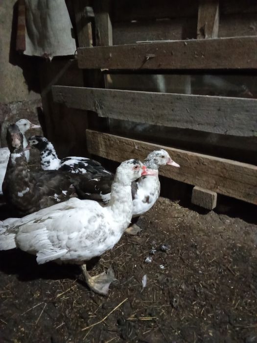 Продам индоуток в городе