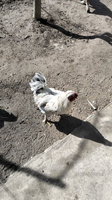 Хохлатая қораз сатылады