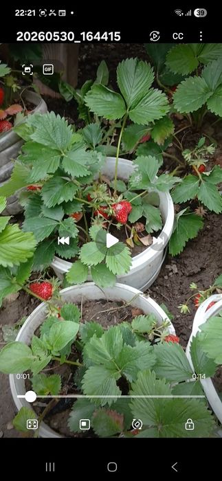 Прадаю Клубнику видре