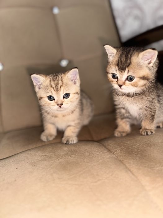 Продается золотая шиншила