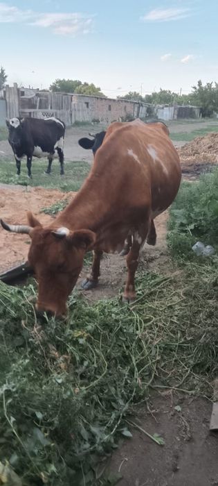 Продам    Коров