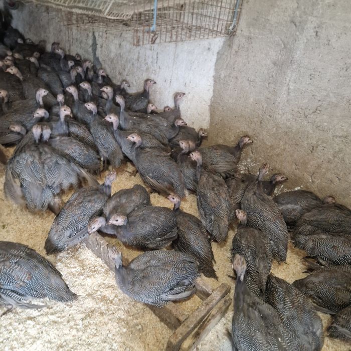 Bibilici de carne și ouă puicute
