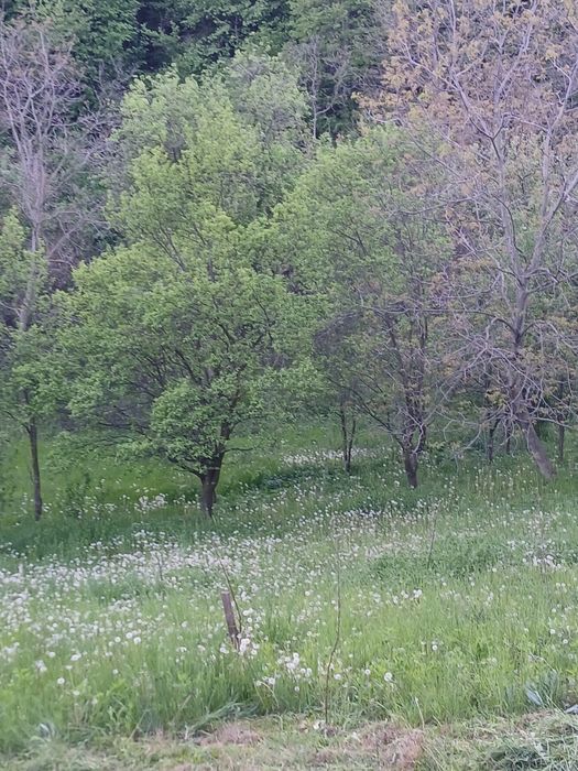 Vand casa 3 camere zona munte