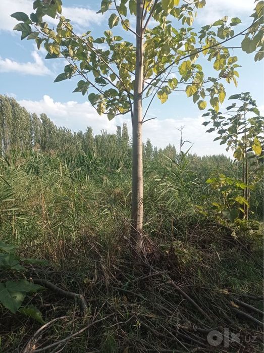 Павлония 5 йиллик