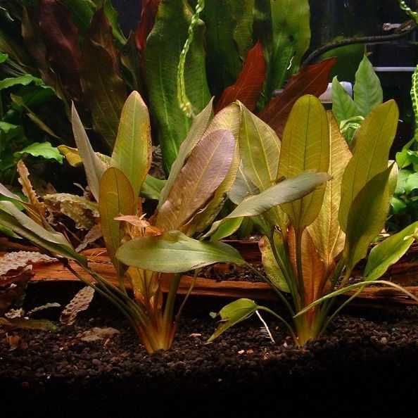 Эхинодорус малый медведь