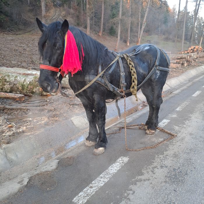 Armăsar Negru Corb Este un Cal domol