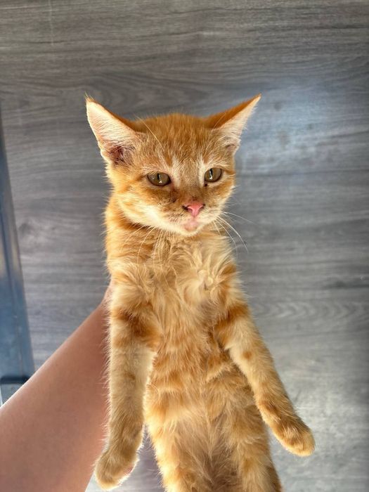 Котята в хорошие добрые руки