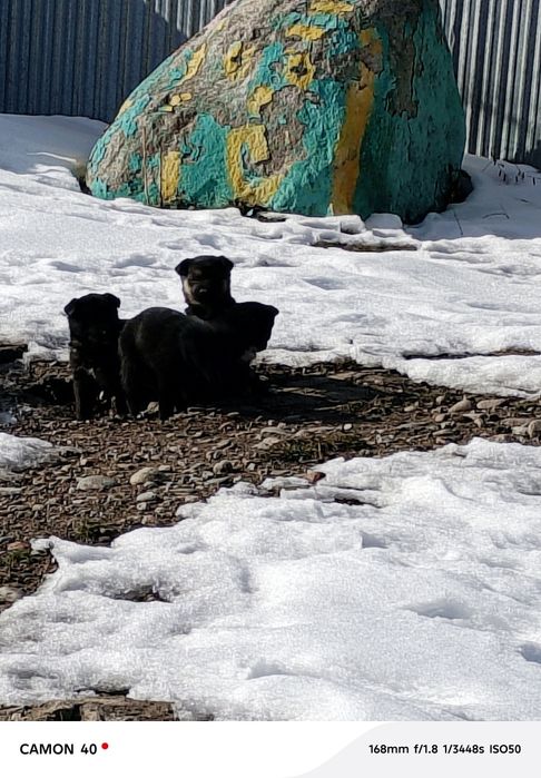 Отдам щенков, срочно пожалуйста