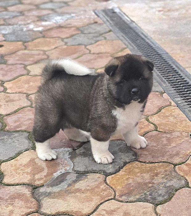American Akita puppy