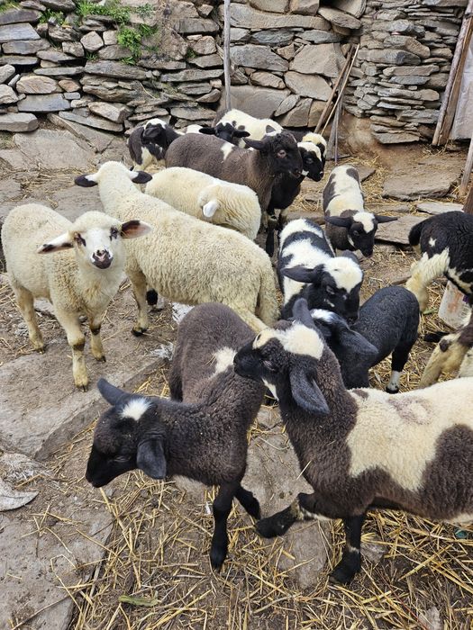 Овце – Агнета -  Кочове