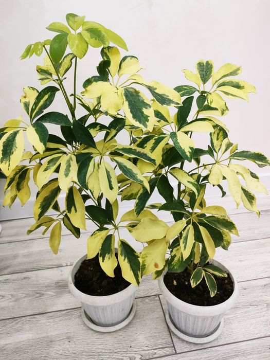 Домашние цветы, доставка