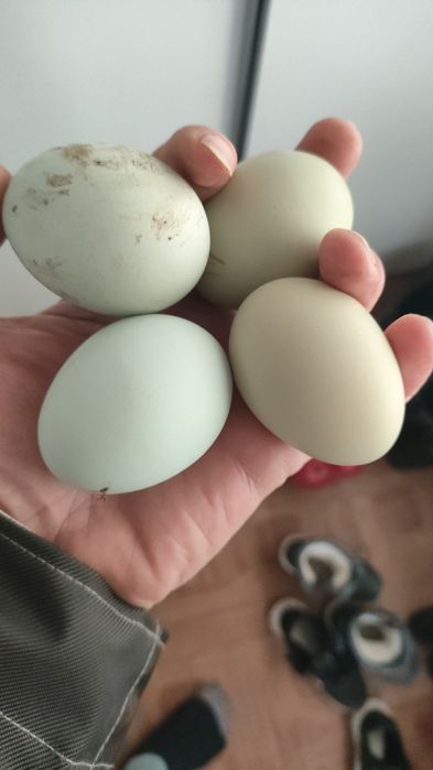 Ouă Araucana si Combatant Indian,talie mare de incubat