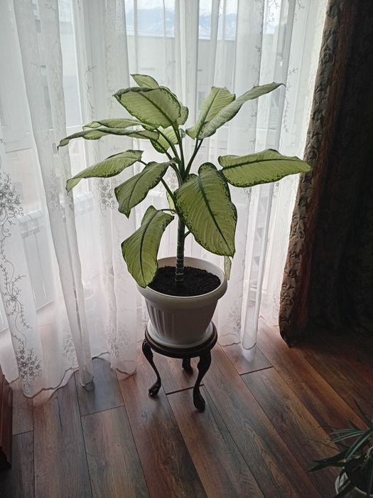 Продам комнатный цветок Диффенбахия