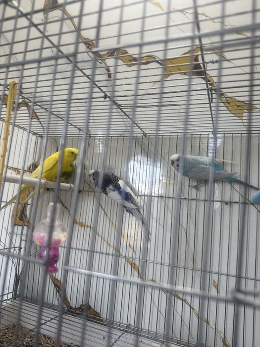 Папугайларымды сатамын төрт штук