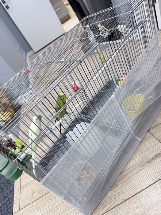 Продам попугаев и клетку