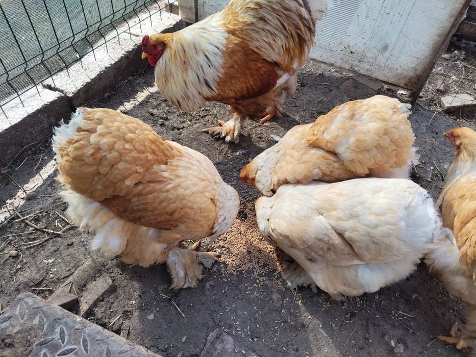 Ouă Brahma lemon si potirnichiu