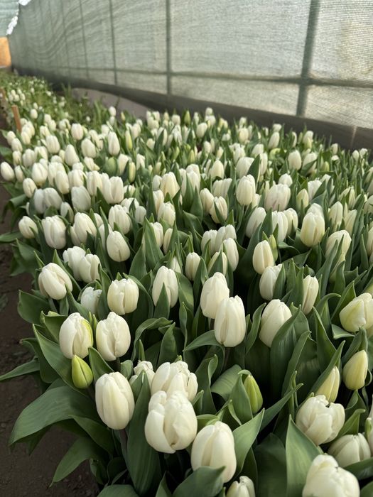 Тюльпаны с теплицы, без посредников !