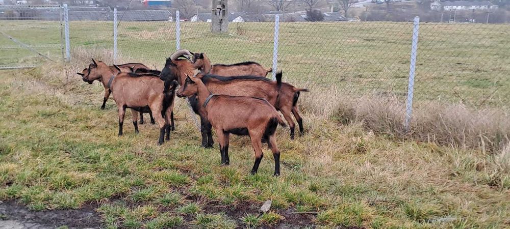 Vand capre bune de lapte