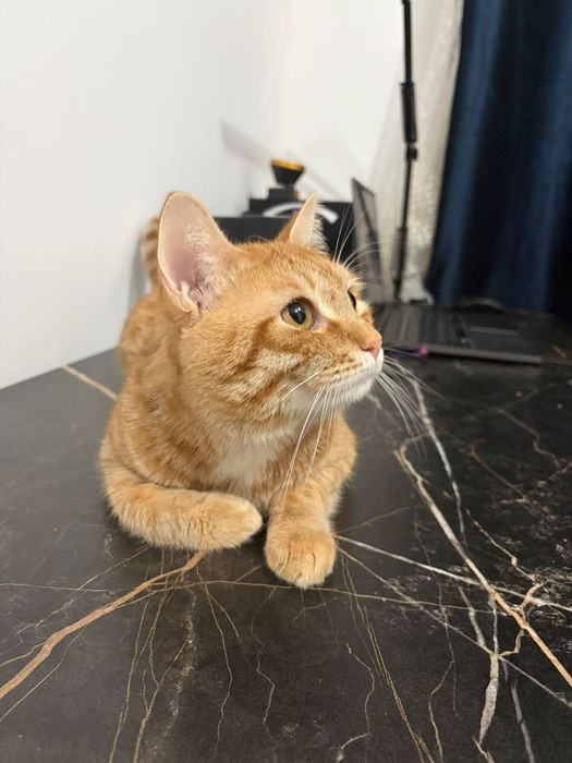 Отдам кота в добрые руки