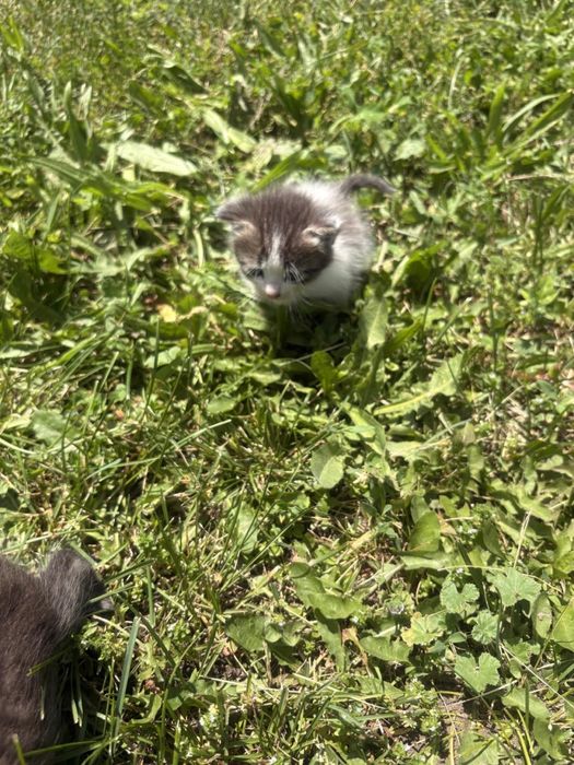 Отдам милых котят