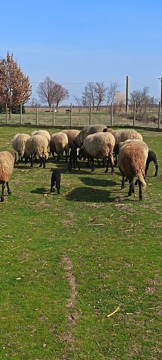 Vand oi cărăbașre sârbești