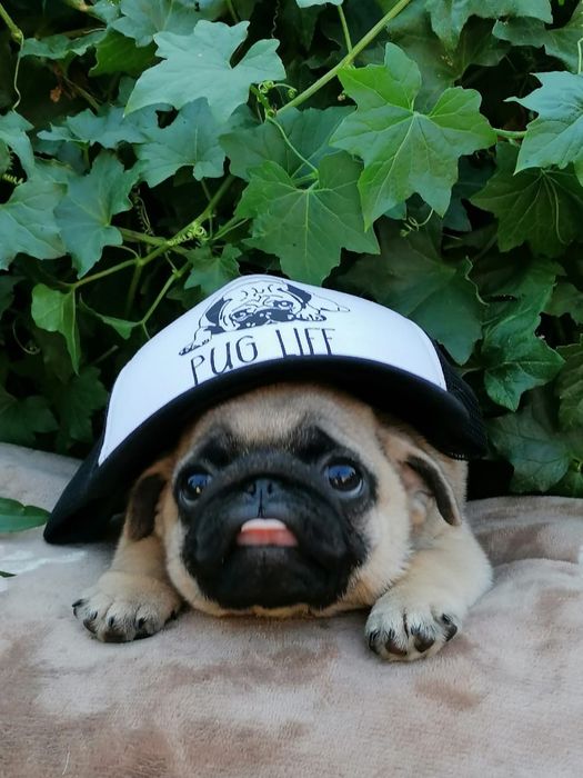 Продаю милых щеночков Мопса