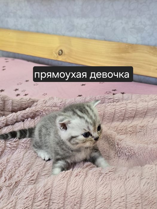 Шотландские котята