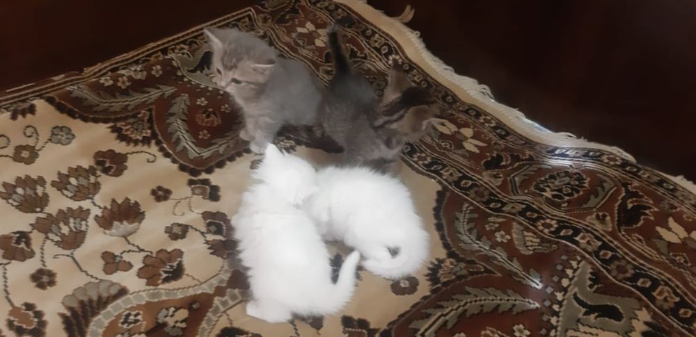 Отдам котят в добрые руки