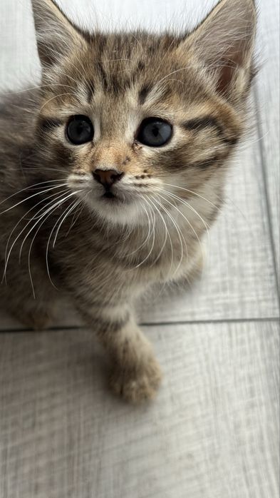 Котята в добрые руки девочки