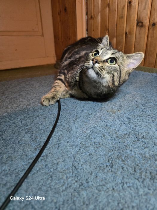 Малко коте  +подаръци