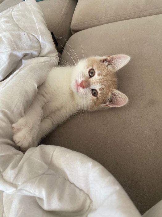 Котенок рыжий 2 месяца