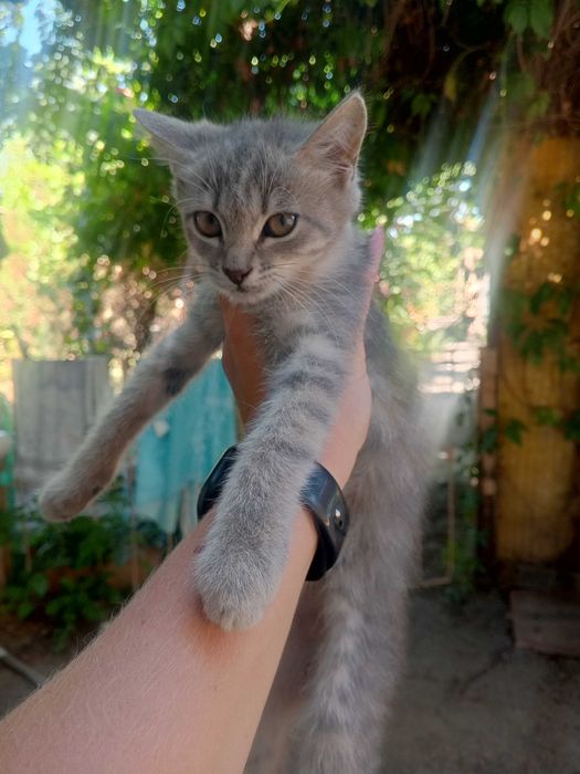 Отдам котят в добрые руки