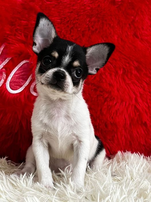 Чихуахуа мальчик продам