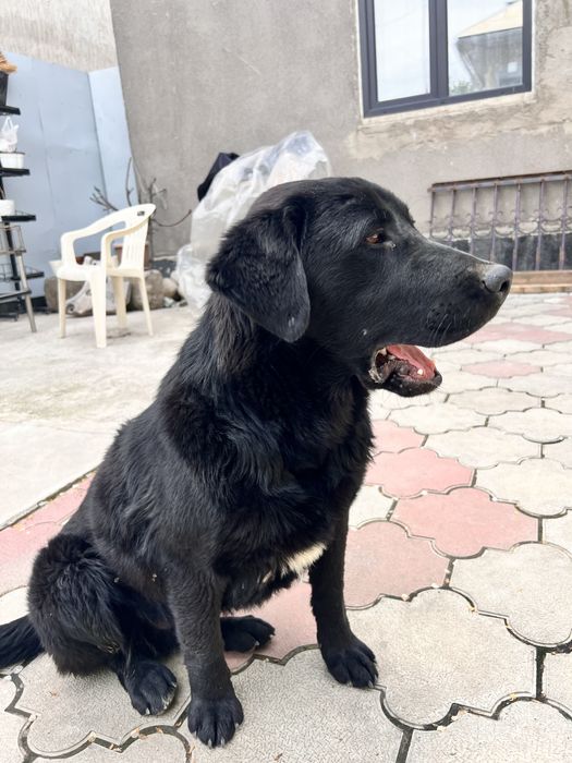 Найден лабрадор Алматы