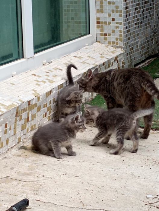 Подаряваме котенца