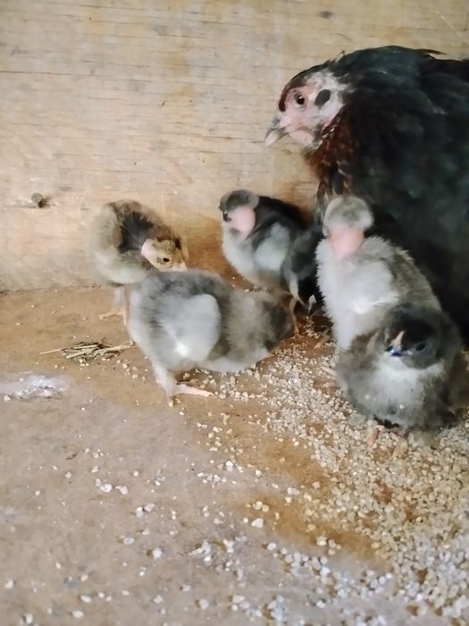 Продам квочку с цыплятвми