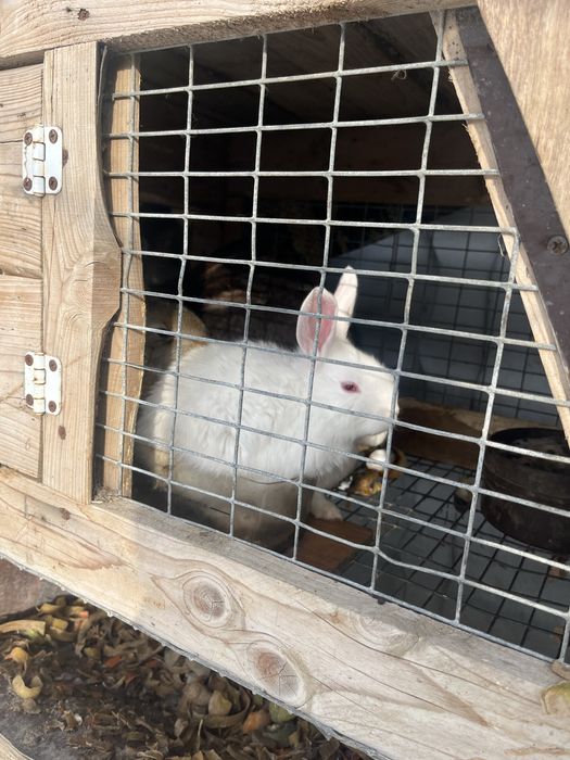 Продам кроликов 4000 т