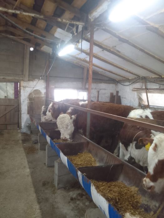 Продам бычков оптом