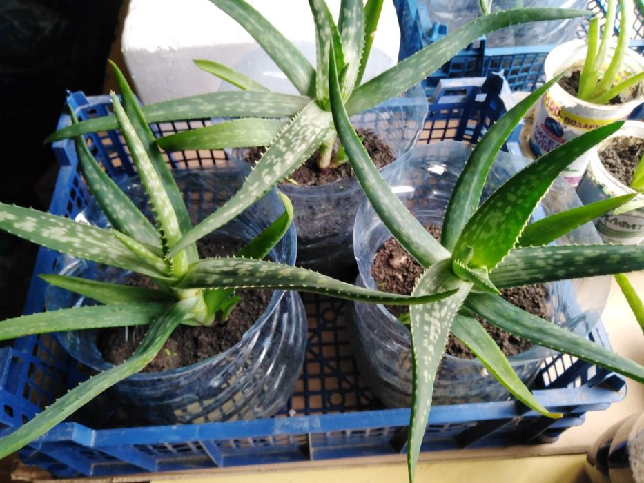 Лечебни Алое Вера и Дървовидно алое, Хлорофитум, Олиандър-лян