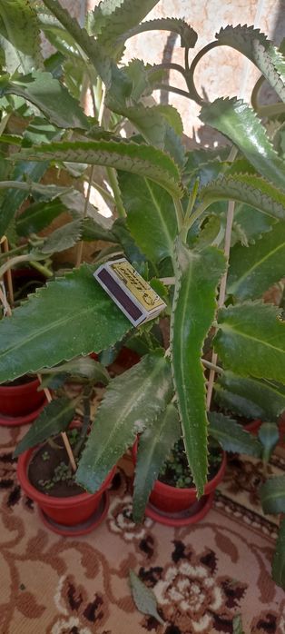 Каланхоэ лечебный