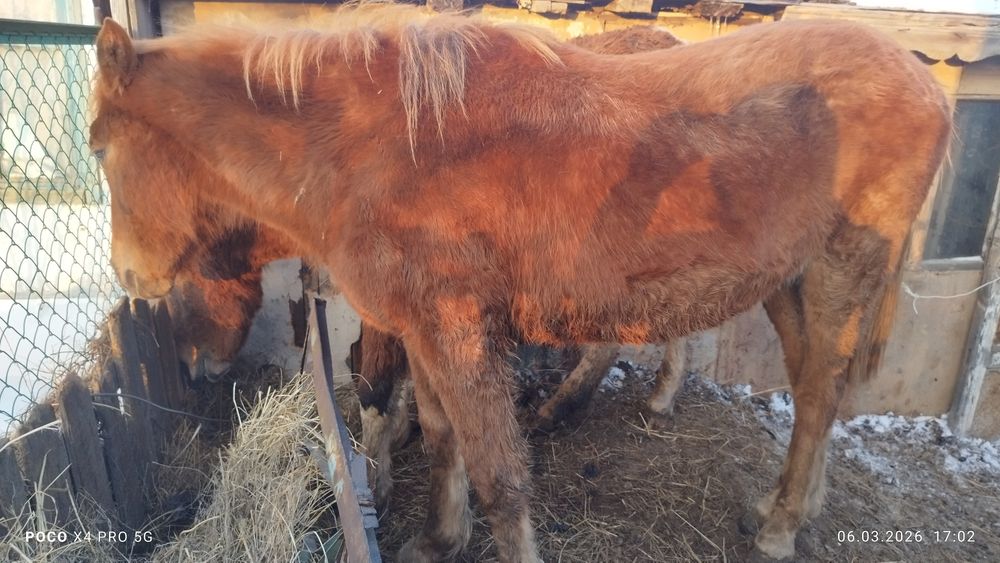 Жеребец 1.8 справный