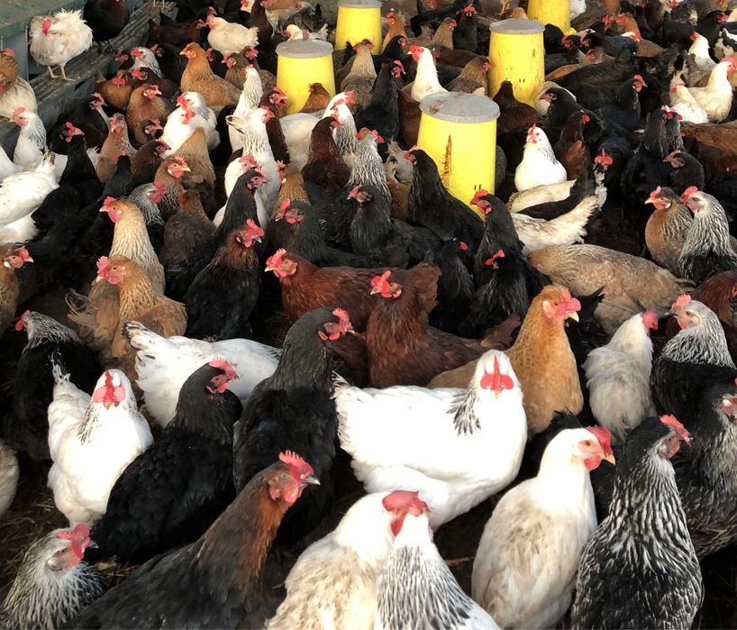 Новопронесли кокошки носачки, снасящи цветни яйца 6  МЕСЕЧНИ