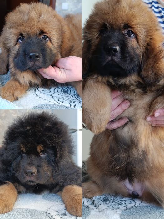 Щенки Тибетский Мастиф
