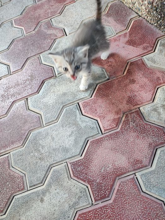 Очаровательный котенок