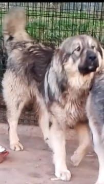 Donez câini( ciobanesc carpatin si Jack terrier)