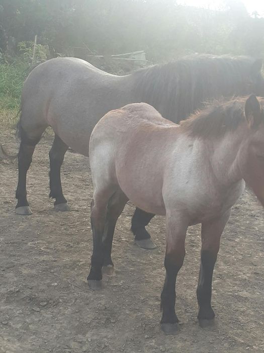 Mînz căluț de vinzare din cai grei.Mai multe detalii la nr  0742162823