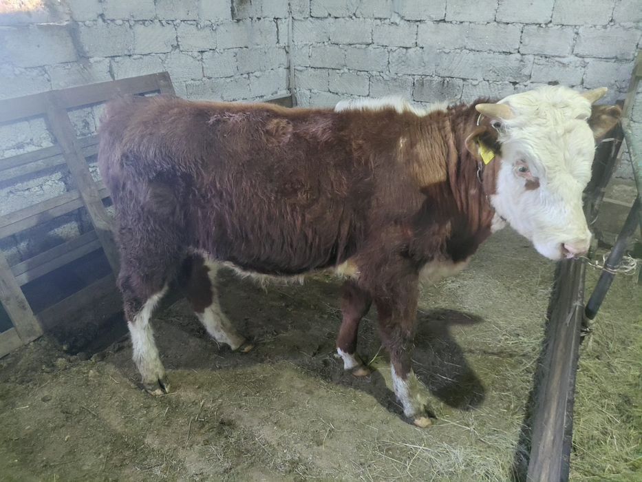 Еркек 1жас бұқа сатылымда