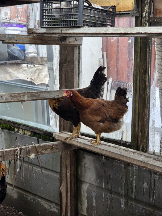 Әтештер! Петухи!