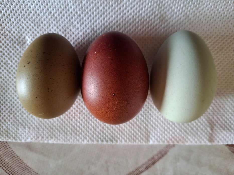 Tineret Olive Eggs